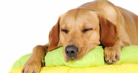 狗狗咳嗽的原因剖析（了解狗狗咳嗽的原因，保护宠物健康）