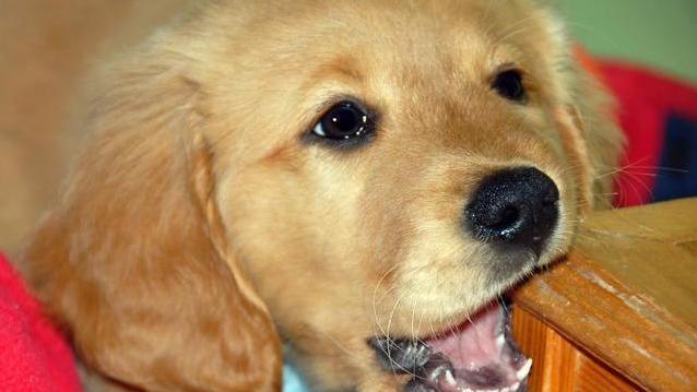 幼龄狗狗的饲养食谱——给你的宠物最健康的食物