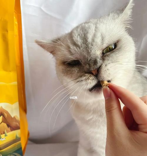 让幼猫不吃猫粮（宠物养护，如何科学喂食）