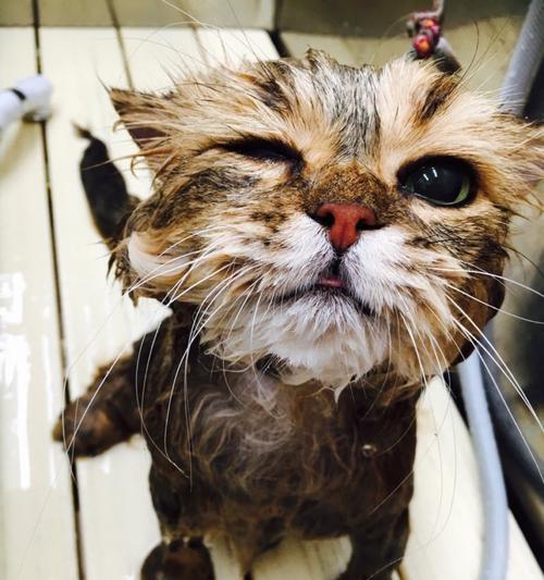 幼猫洗澡的注意事项（如何正确给幼猫洗澡）