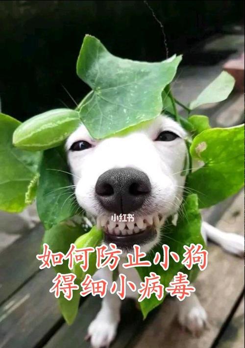 治愈幼犬细小的完美方法（如何以宠物为主护理幼犬细小）