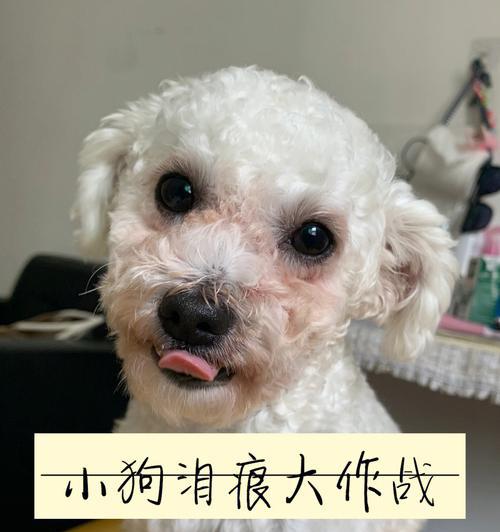 从小养成好习惯，关爱幼犬健康（宠物犬日常基础护理及关注点）