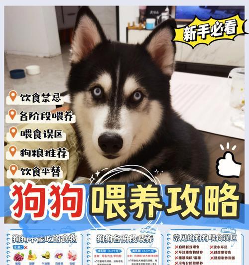 如何安全地喂养幼犬（掌握幼犬喂养安全小技巧，宠物更健康）