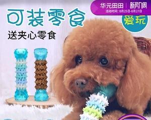 如何让幼犬用磨牙棒咬而不咬坏家具（幼犬磨牙棒的选择和使用技巧）