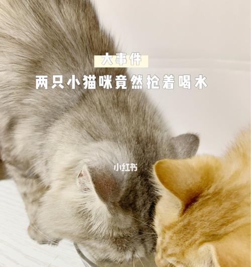 猫咪缺水的危害及预防措施