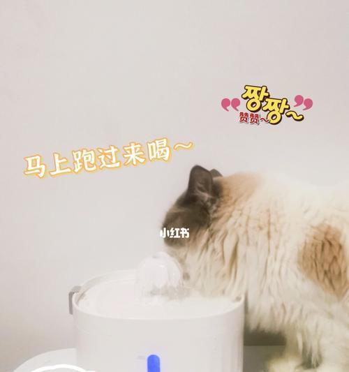 猫咪缺水的危害及预防措施