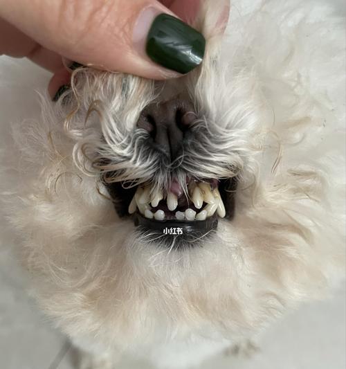 如何保持你的宠物冠毛犬臀部和牙齿的清洁（手把手教你清洁宠物臀部和牙齿，让它保持健康美丽）