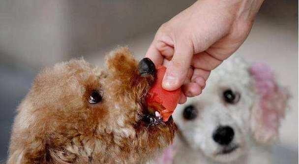 贵宾犬家庭饮食注意要诀（宠物健康从饮食开始）