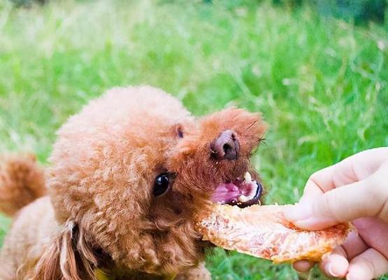 贵宾犬的营养需求（如何为您的宠物提供全面的营养？）