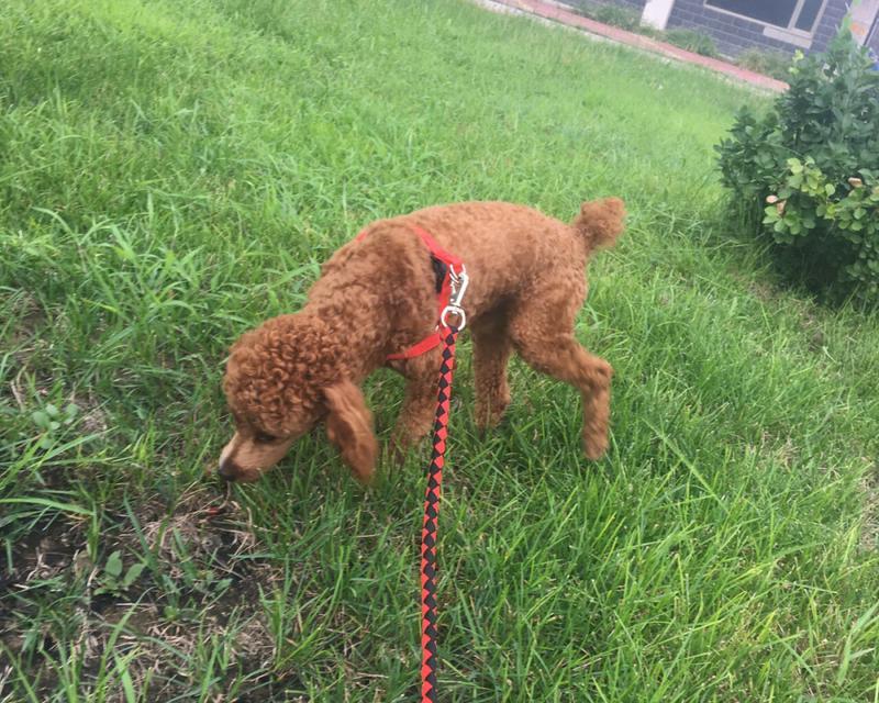 贵宾犬吃多吐了怎么办？教你应对这种情况（遇到贵宾犬吃多吐，主人应该采取哪些措施？）