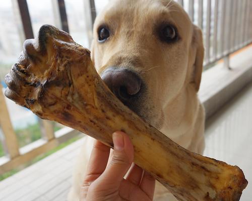 宠物贵宾犬吃骨头的注意事项（让你的狗狗健康享受美食，别让它吃坏肚子！）