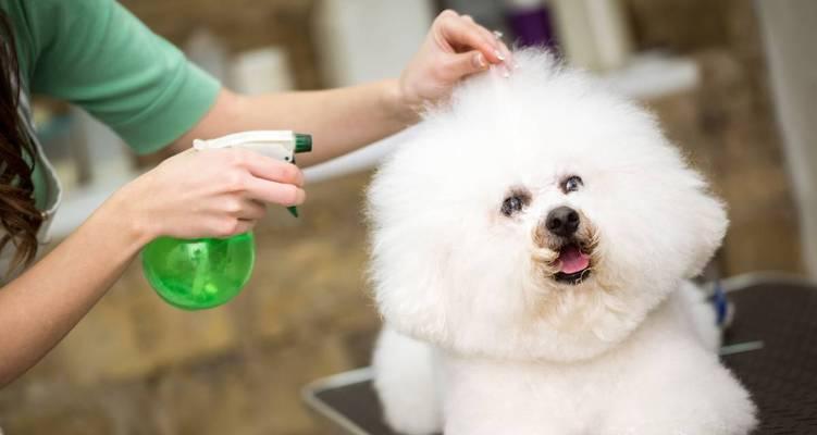 如何有效护理贵宾犬的毛发（精致宠物的秘诀以及日常护理技巧）