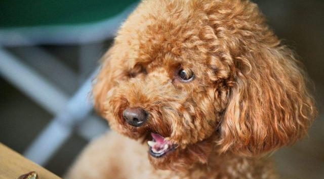 贵宾犬饮食搭配指南（让你的贵宾犬健康成长的是“饮食搭配”）