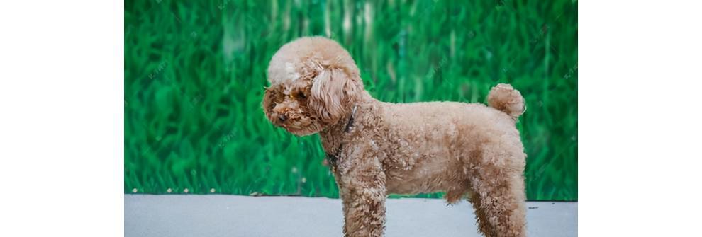 贵宾犬饮食搭配指南（让你的贵宾犬健康成长的是“饮食搭配”）