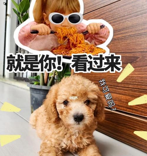 贵宾犬掉毛怎么办？（针对常见掉毛原因的解决方法）