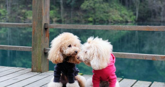 贵宾犬能不能吃人类零食？（宠物主人必看！不同食物对犬犬的影响）