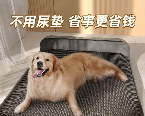 贵宾犬爱破坏家具怎么办？（教你正确处理贵宾犬毁坏家具的问题）