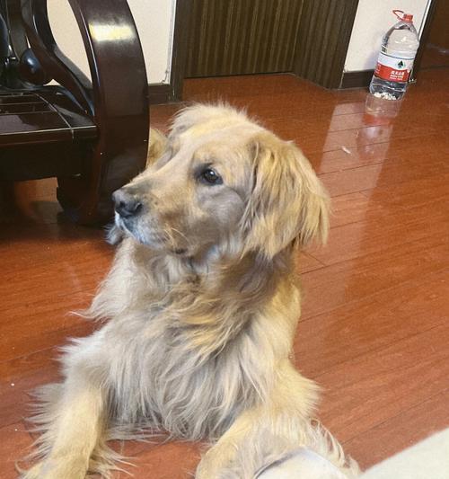 贵宾犬为什么喜欢咬鞋子？（探究贵宾犬咬鞋子的原因及如何预防）