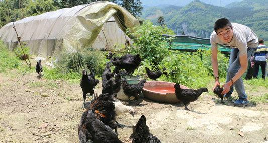 宠物贵宾犬如何科学饮食（勿喂鸡骨纯牛奶预防疾病从科学饮食开始）