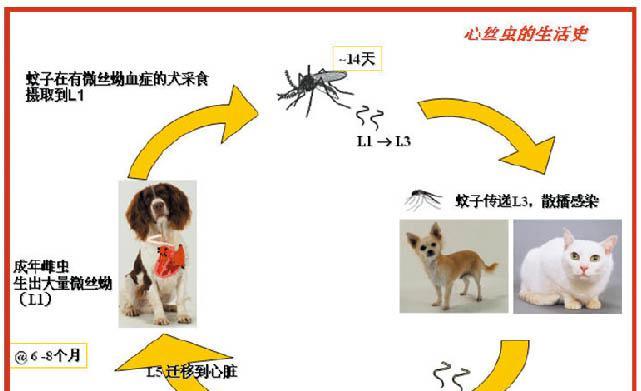 贵宾犬心丝虫病治疗全攻略（从预防到治疗，让你的贵宾犬远离心丝虫病）