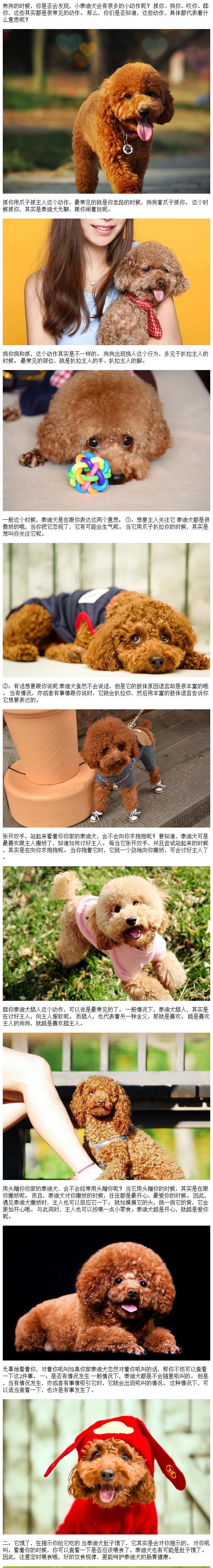 贵宾犬为何总是喜欢舔人？（深入探究贵宾犬舔人行为的原因）