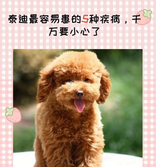 贵宾犬常见疾病解析（掌握这些疾病，让你的贵宾犬健康无忧）