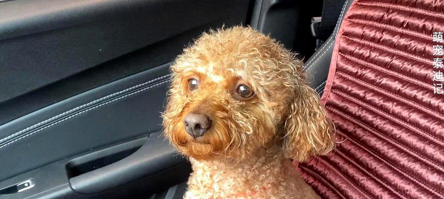 贵宾犬常见疾病解析（掌握这些疾病，让你的贵宾犬健康无忧）