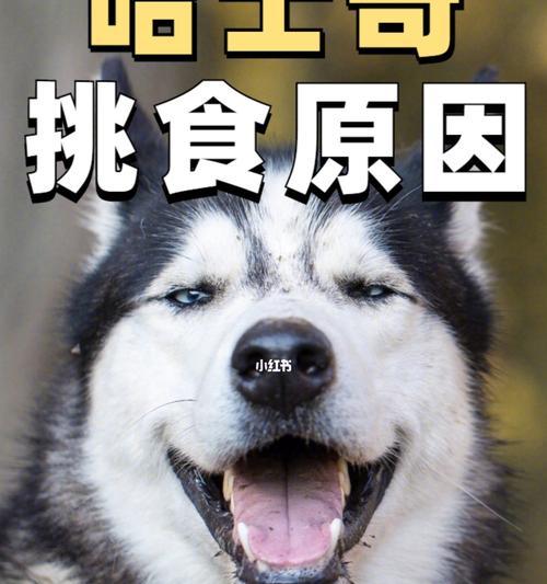 哈士奇的营养补充（如何让你的宠物哈士奇吃得健康）