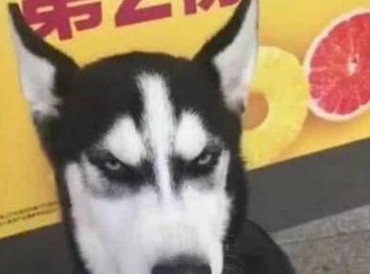 哈士奇翻肠子原因分析（宠物健康问题，如何有效预防？）