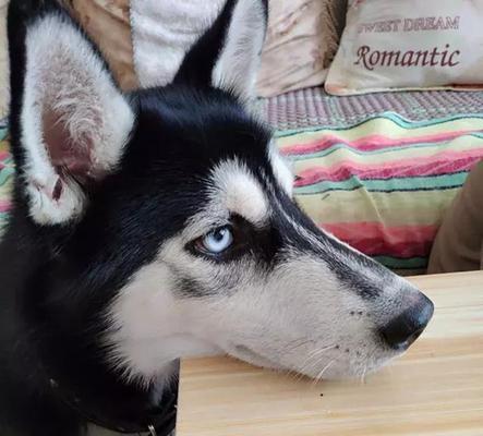 哈士奇的尴尬期（宠物犬种成长中的转折点）
