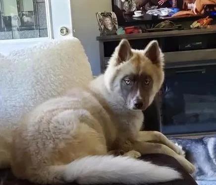 哈士奇的尴尬期（宠物犬种成长中的转折点）