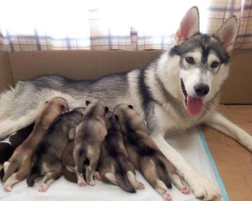 哈士奇怀孕后的饲养指南（如何让你的母犬度过一个健康愉快的孕期和产后期？）