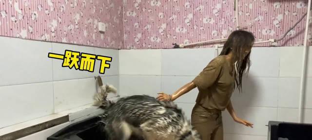 正确的哈士奇洗澡方法（宠物爱好者必备的洗澡技巧）