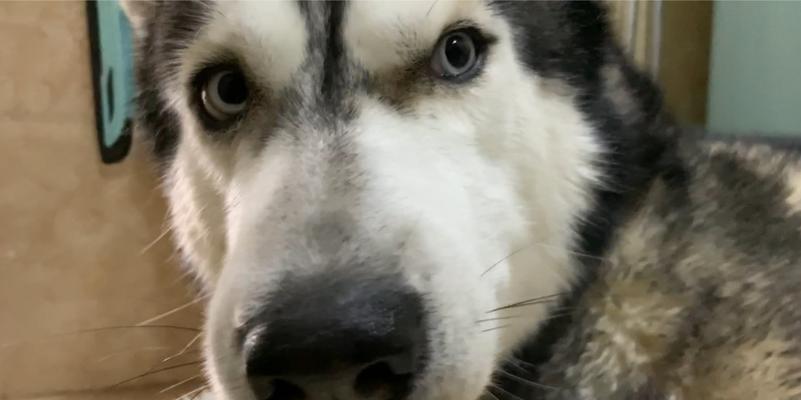 如何正确给宠物哈士奇洗澡？（15个步骤让你的哈士奇轻松享受洗澡时间）