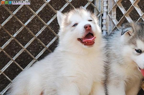 哈士奇幼犬的营养需求（宠爱宠物，从饮食开始）