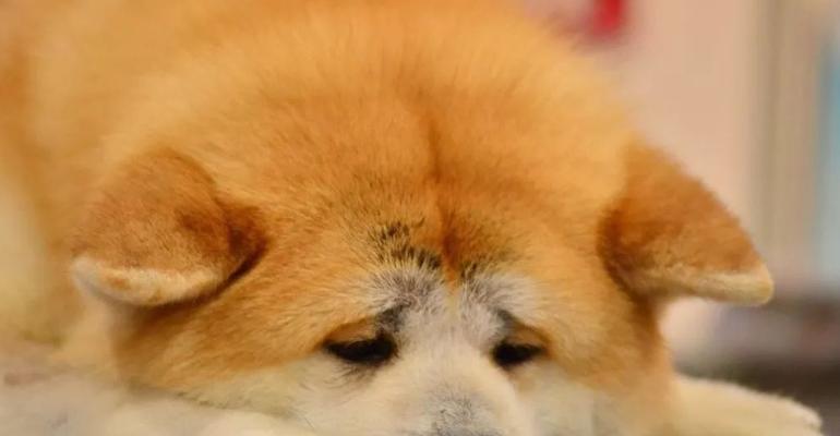 合理选配，打造优质秋田犬（以宠物为主，培养顺从、健康的秋田犬）