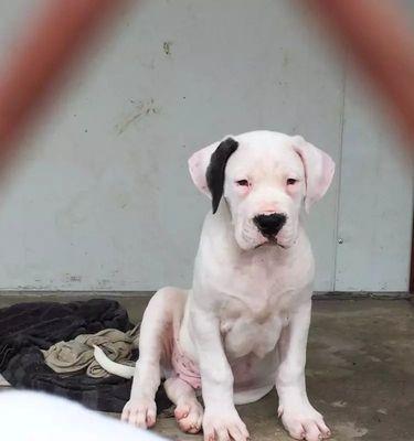 黑狼犬补充营养指南（以宠物为主，全面了解黑狼犬的营养需求）