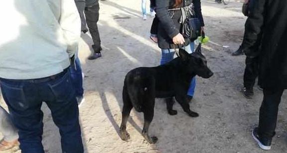 黑狼犬的发情表现（了解你的宠物，做个负责任的主人）