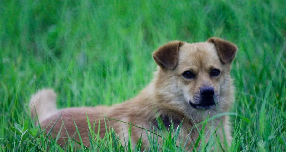 黑狼犬为什么会经常叫唤？（探究黑狼犬的叫唤行为及其原因）