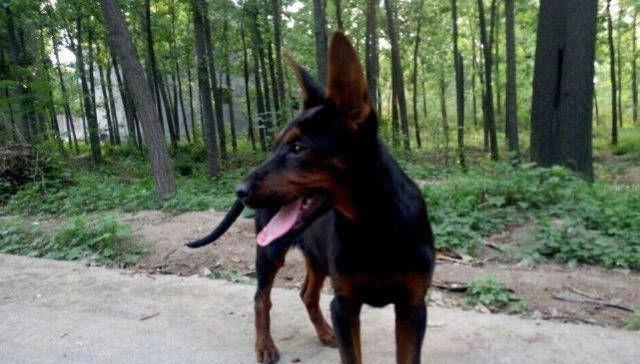 黑狼犬为什么会经常叫唤？（探究黑狼犬的叫唤行为及其原因）