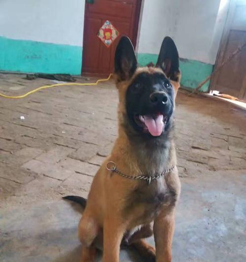 黑狼犬为什么会经常叫唤？（探究黑狼犬的叫唤行为及其原因）