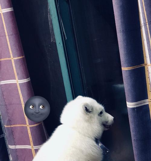 宠物狐狸好养吗？（探究养狐狸的优势与难点）