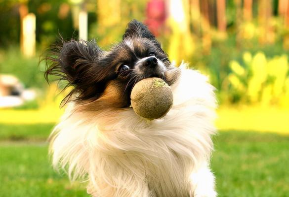 蝴蝶犬得病的治疗方法（关爱宠物，共同防病治疗）
