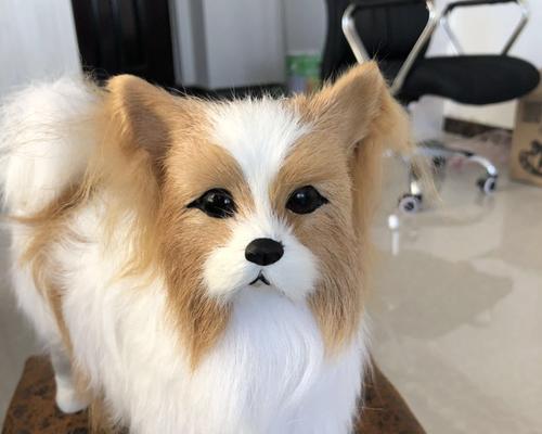 如何解决蝴蝶犬乱叫问题（从宠物训练角度出发，让您的蝴蝶犬变得文静）