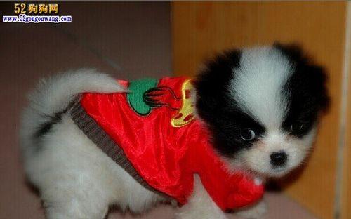 蝴蝶犬秋季护理指南（宠物主人必看，让爱犬健康过秋）