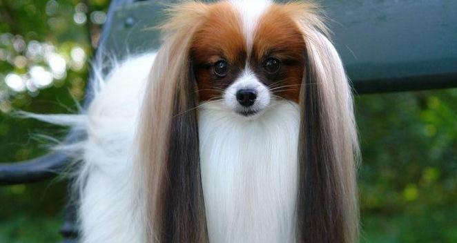 蝴蝶犬秋季护理指南（宠物主人必看，让爱犬健康过秋）