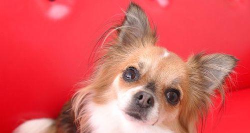 秋季蝴蝶犬护理全指南（宠物爱好者必备，让你的蝴蝶犬渡过舒适健康的秋天）