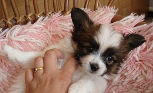 小犬危机（以宠物为主，保护蝴蝶犬健康）