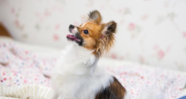 小犬危机（以宠物为主，保护蝴蝶犬健康）