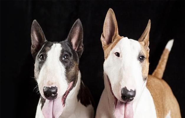 以蝴蝶犬生病为例，家庭看护步步为营（宠物健康，关键在于日常细节把控）